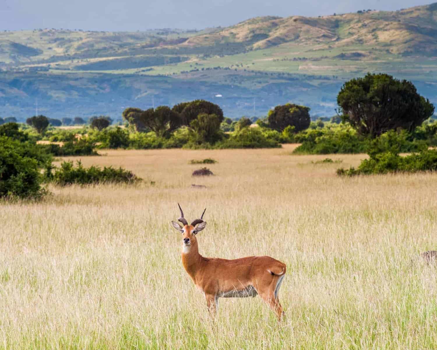 Cob Antelope in Queen Elizabeth National Park Uganda with the Rwenzori mountains in the background