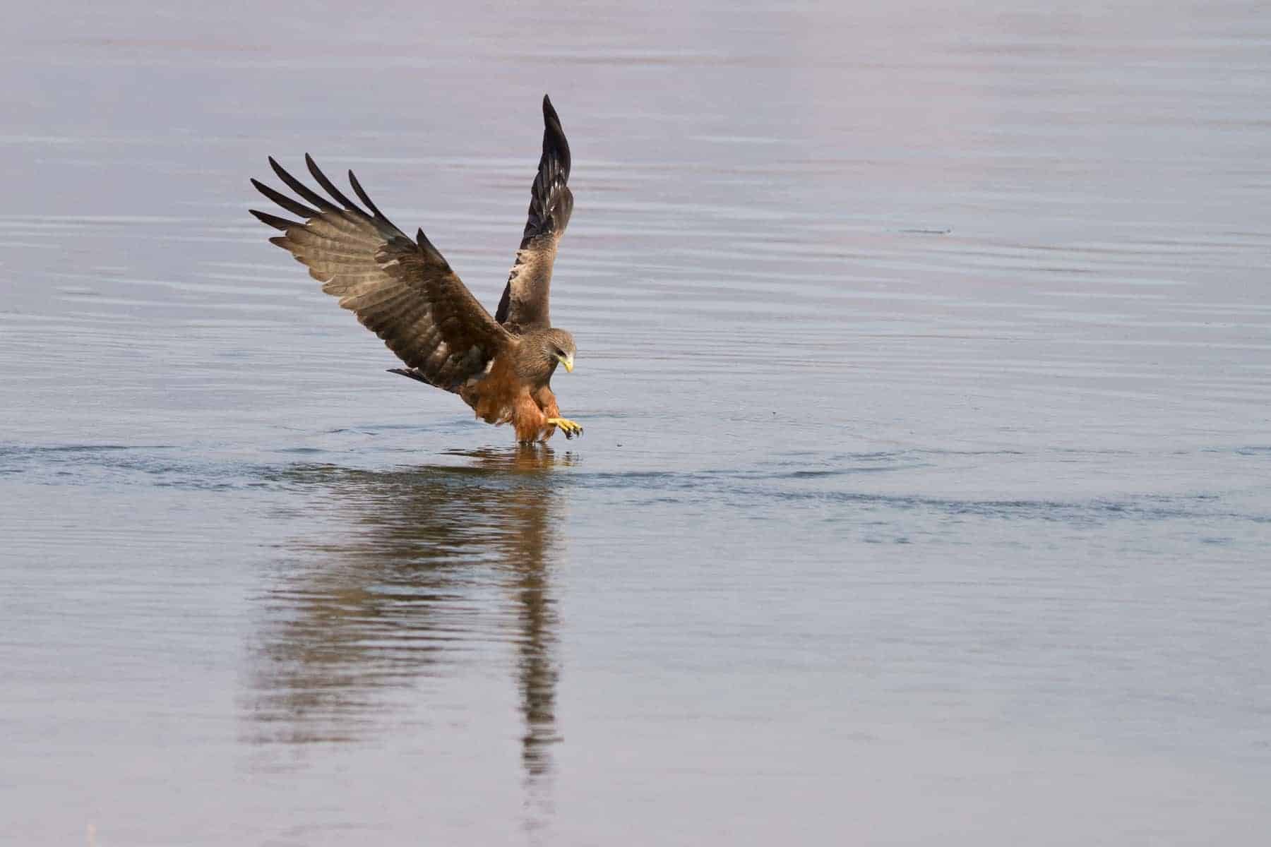 Zambia, Mana Pools, Pesca al nibbio bruno