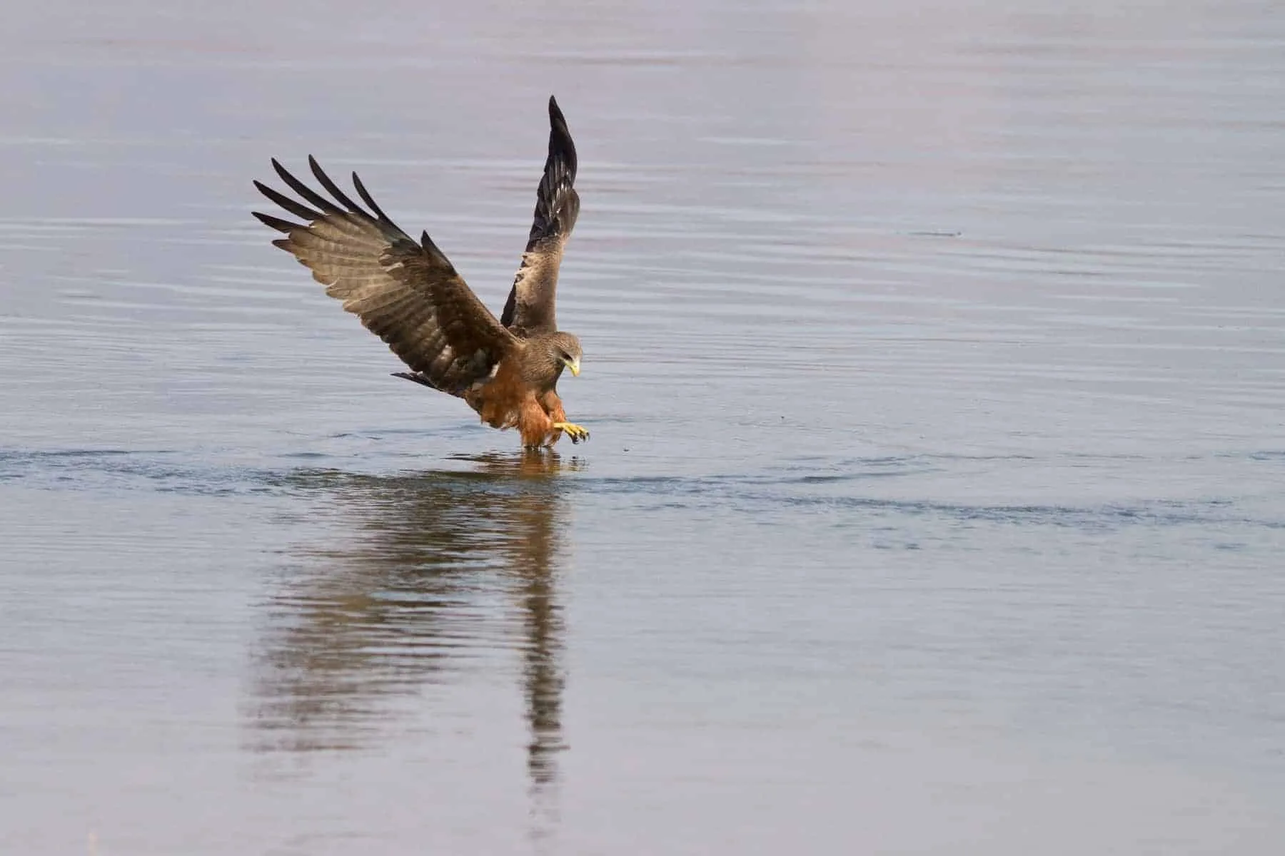 Safari i afrika: Zambia, Mana, Black kite på fisketur