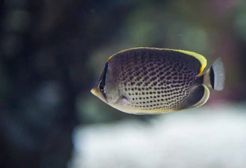 Oceanarium-African-Butterfly-fisk.jpg