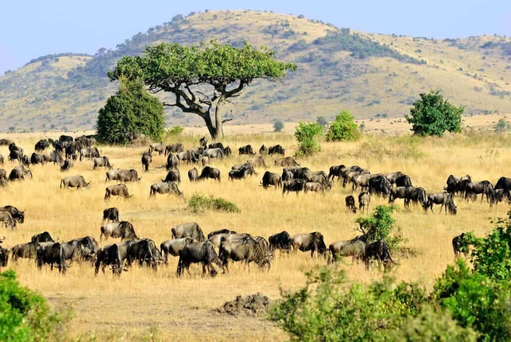 Eventyrrejser i Afrika, Masai Mara, Kenya at sunset time. Big tree and wildebeest antelopes