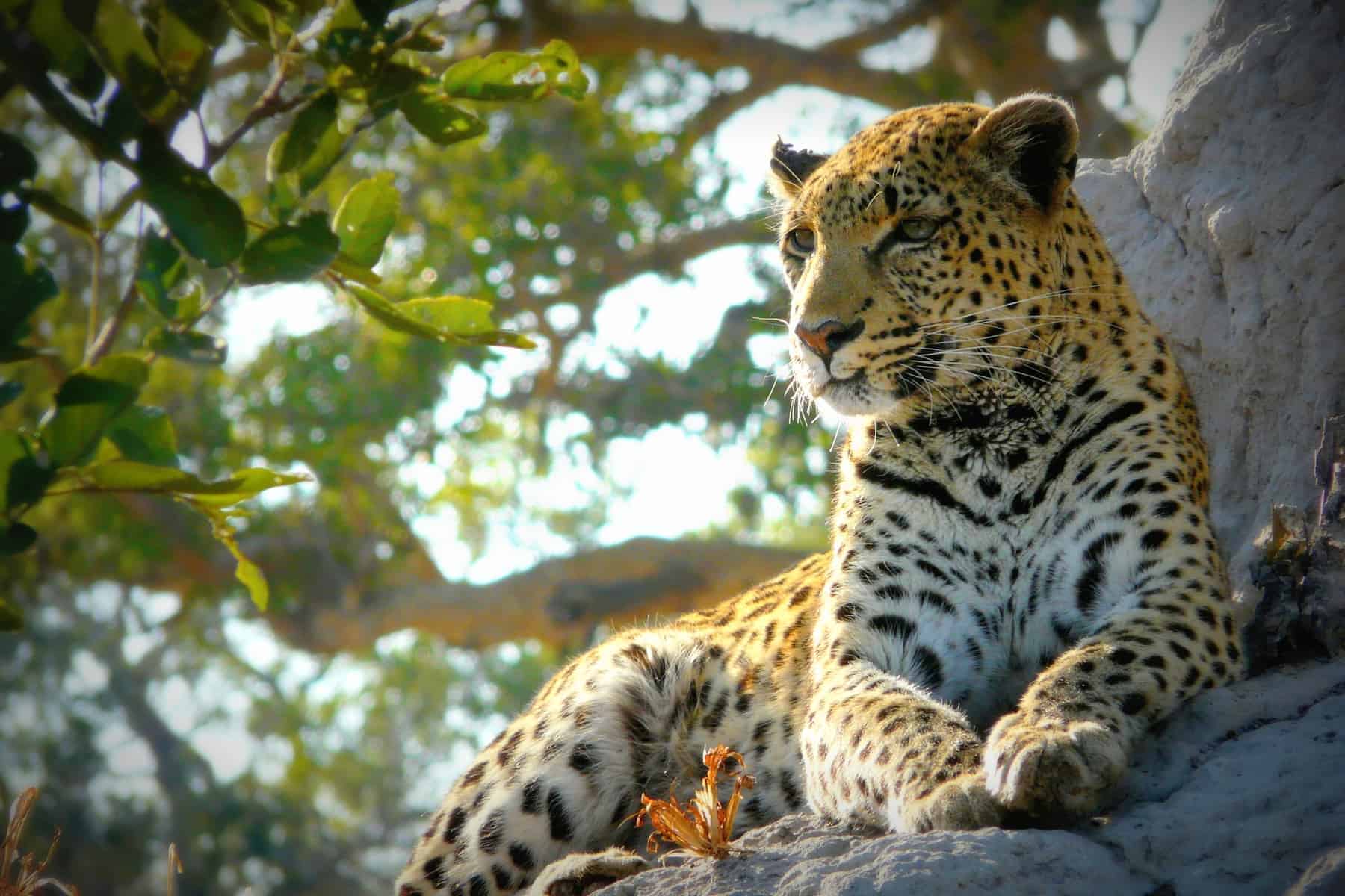 Drømmerejsen. Safari i Bortswana. Okavango delta.