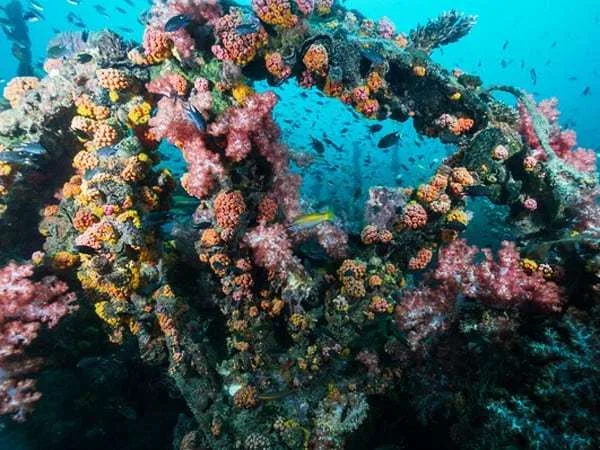 bintan island indonesien hvis — Igara-Wreck, diving Indonesia