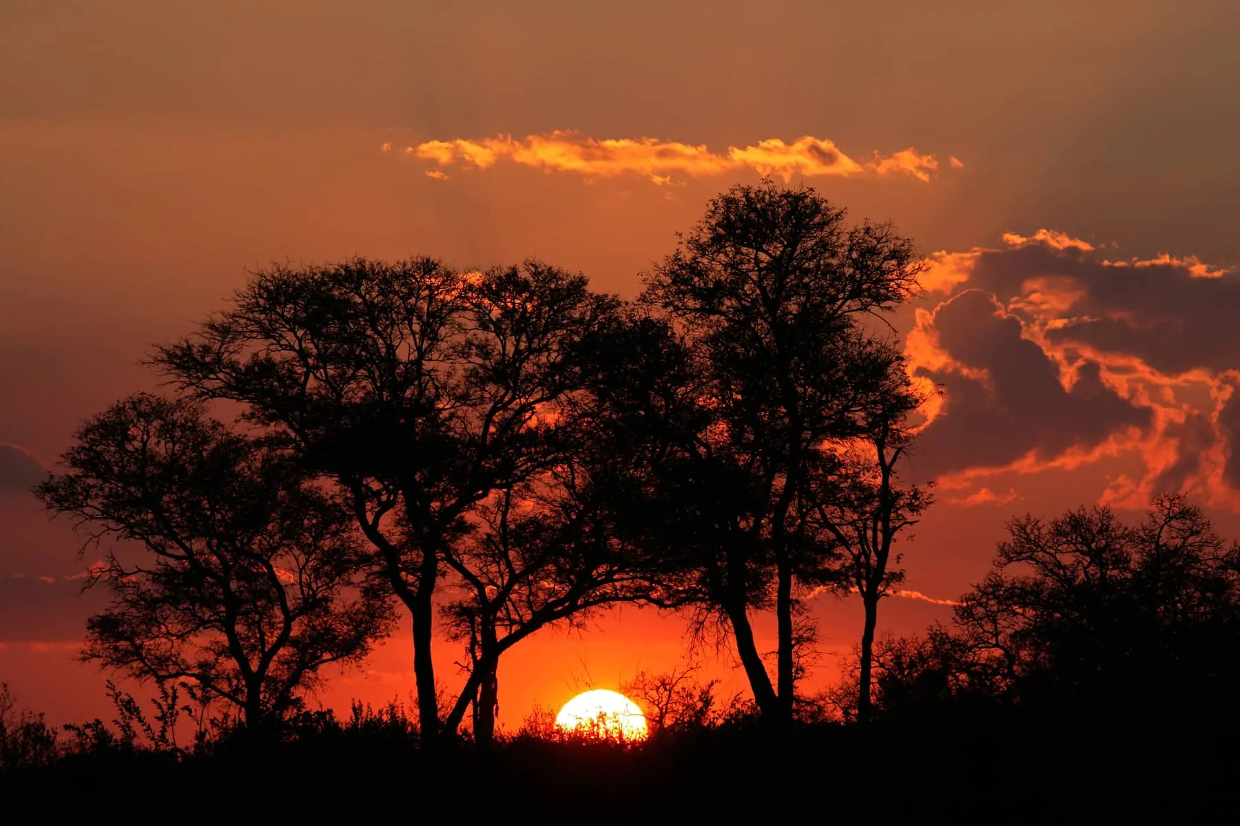 Safari i Sydafrika, Krüger Savanne solnedgang
