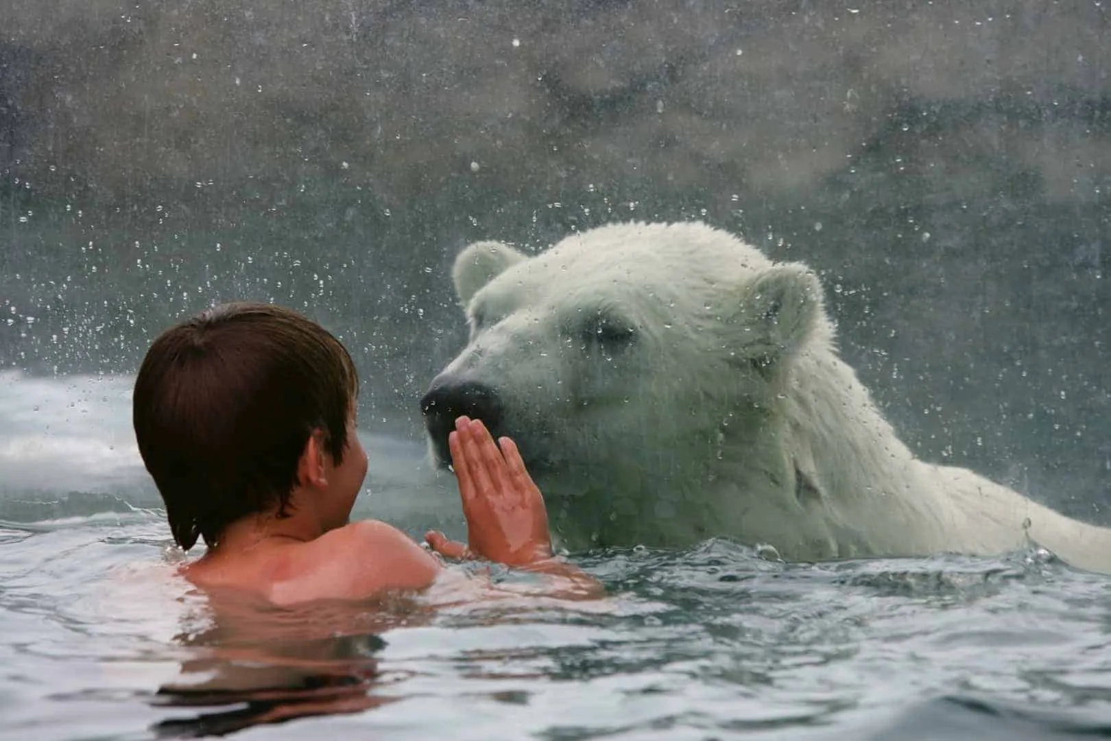 Polar-Bear-Habitat-and-swimming-with-the-bears
