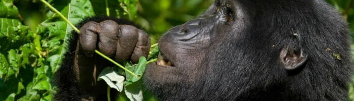 Safari i Uganda, Mountain gorilla