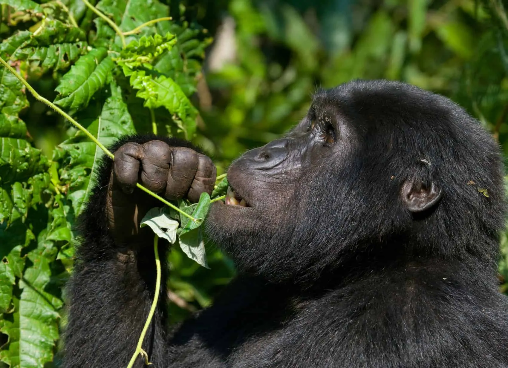 Hvad koster en safari i Afrika? Safari i Uganda, Mountain gorilla tænker lidt over det