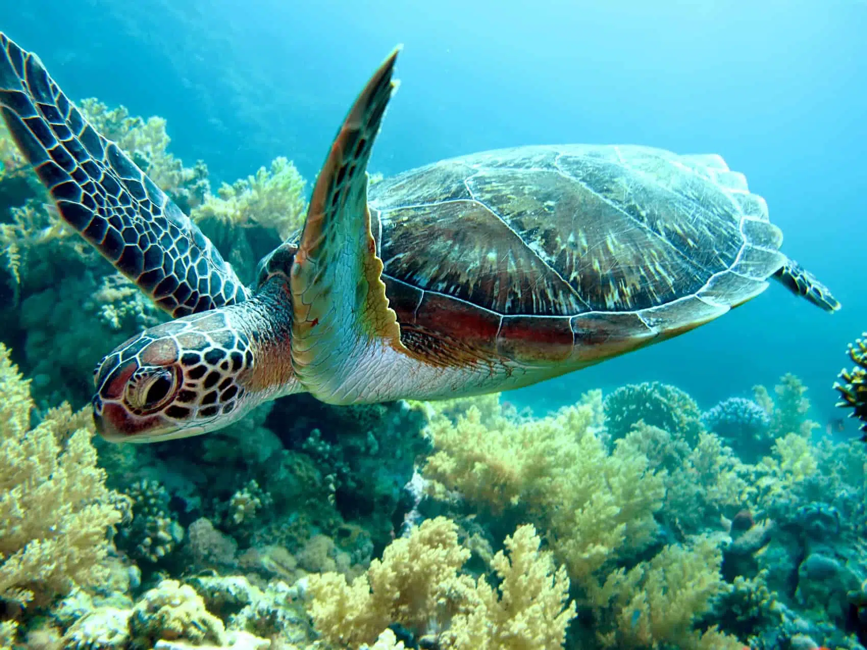Grøn skildpadde