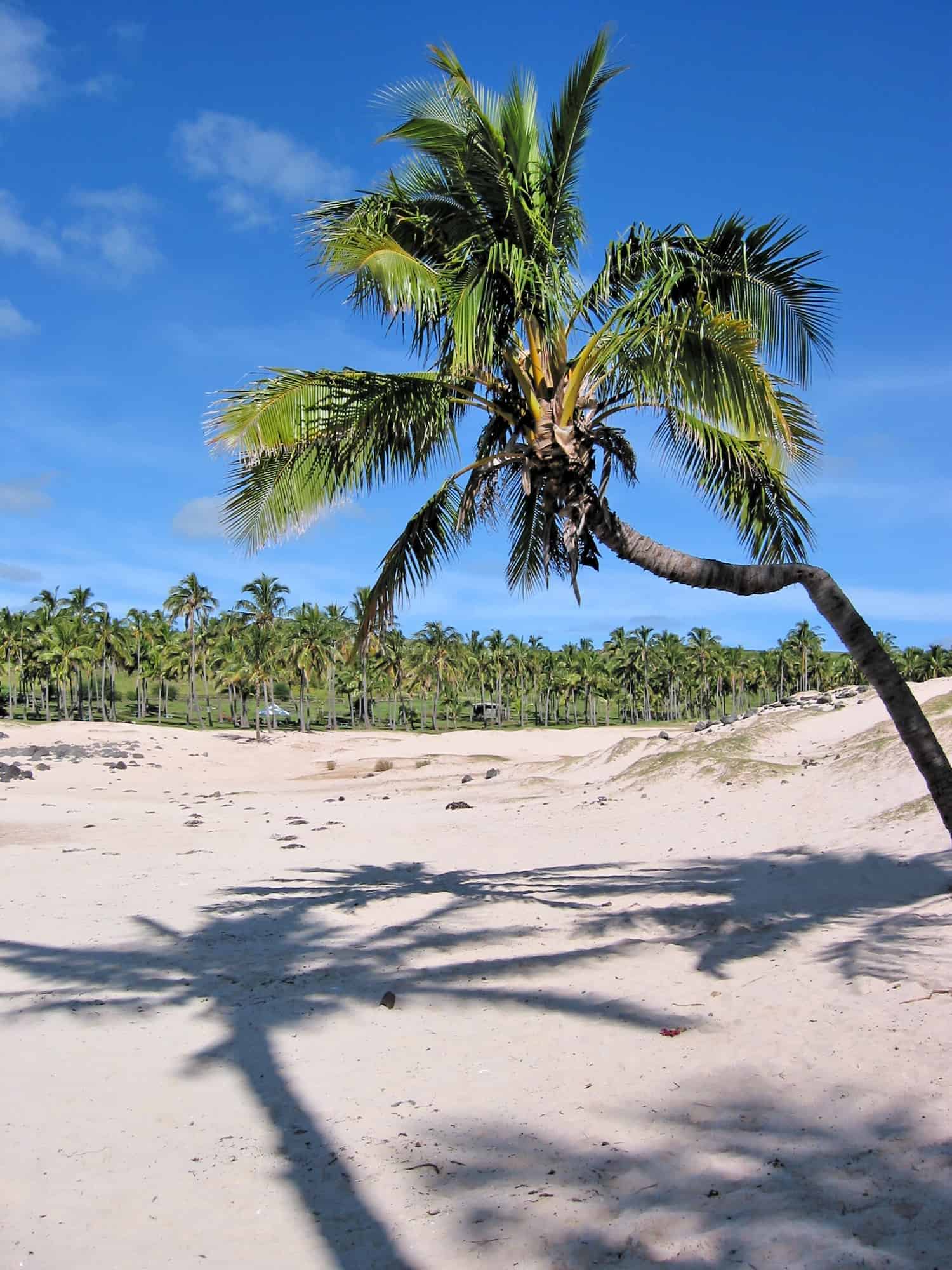 Anakena beach of Easter Island