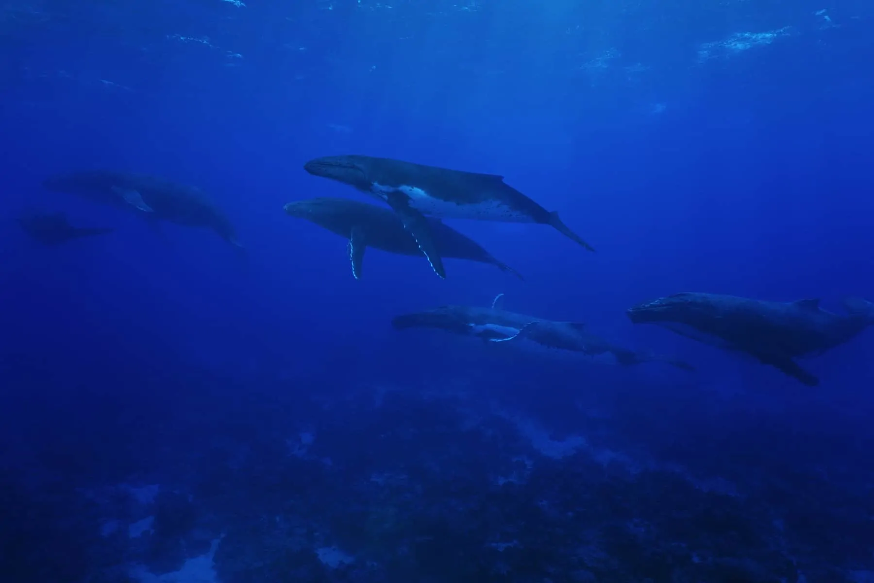 Group of humpback whales underwater Pacific ocean