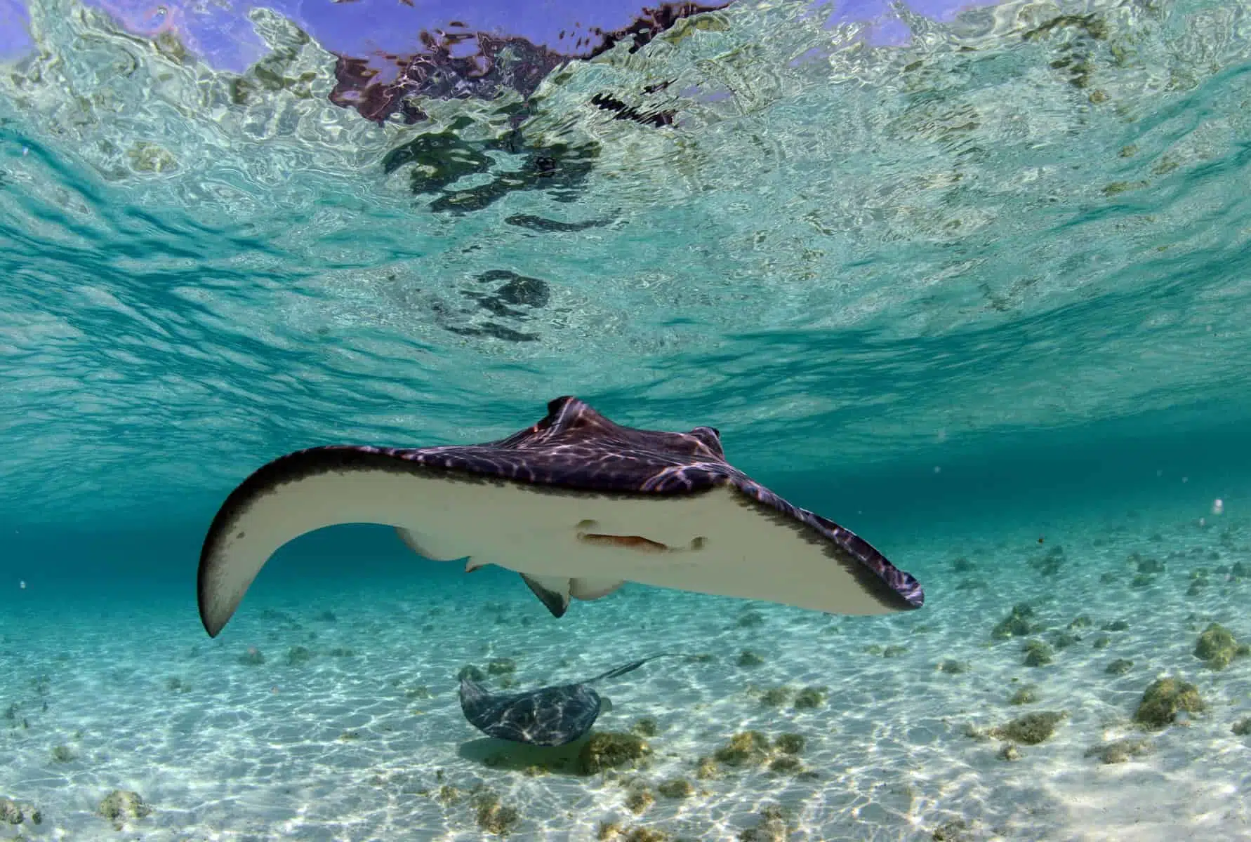 spotted eagle ray and stingray in ocean