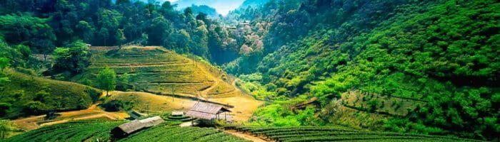 Tea plantations on angkhang mountain, chiang mai, thailand