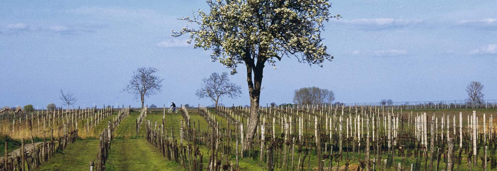 Østrigs vin- søde dessert vine