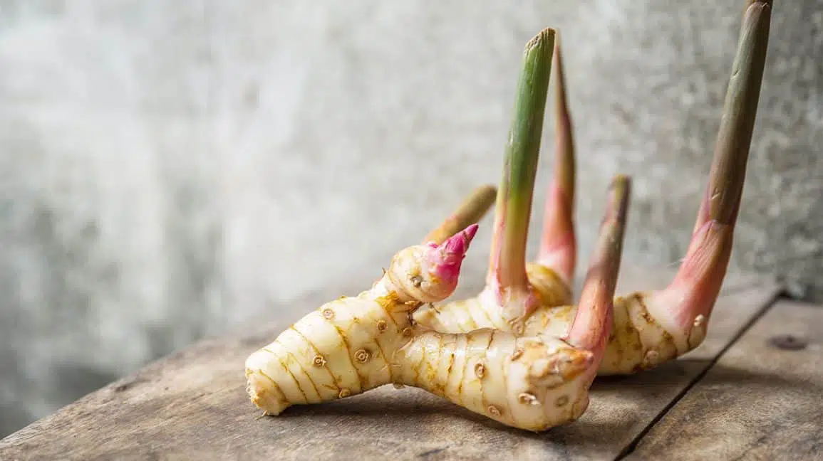 galangal-rod, sund Thai mad