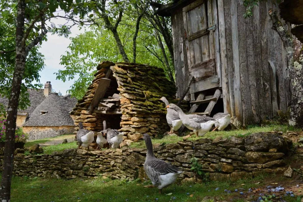 Grå fois gras gås på gåsefarm i Dordogne. Fransk mad