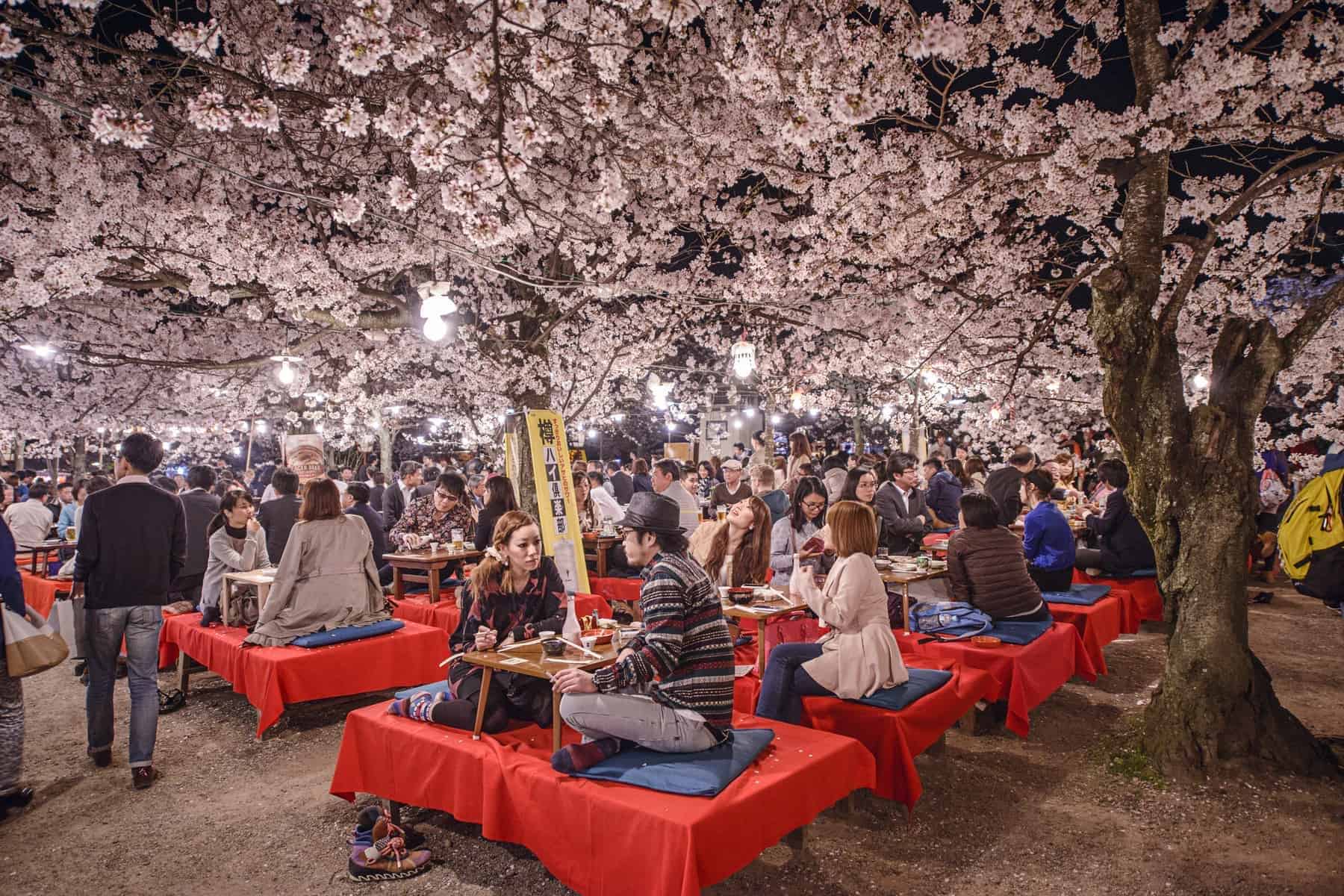 KYOTO, JAPAN den berømte Hanami festival, der afholdes når kirsebærtræerne blomstrer