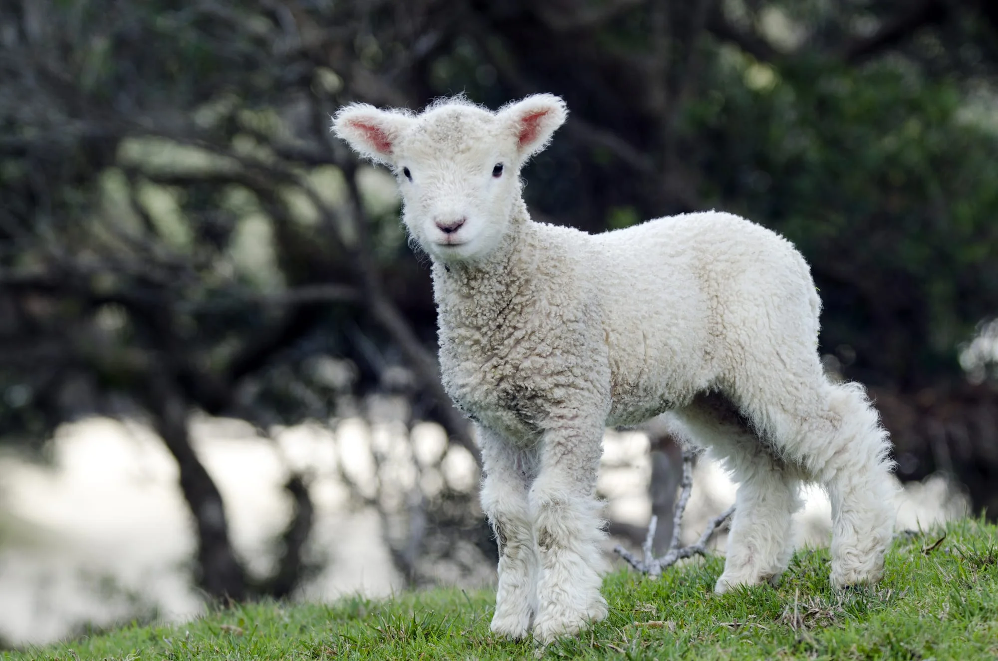 New Zealand Perendale Sheep