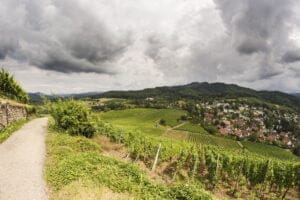 Schwarzwald. Vineyard in the summer, with the small city of Staufen