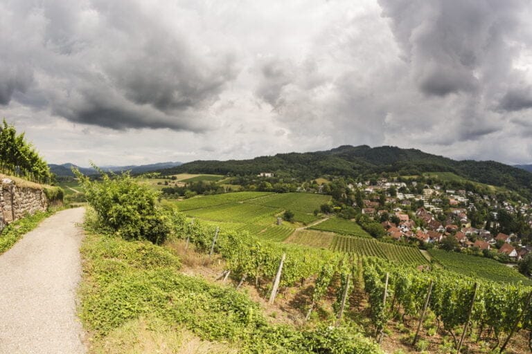 Roadtrip i det oversete Schwarzwald 1 Schwarzwald. Vineyard in the summer, with the small city of Staufen