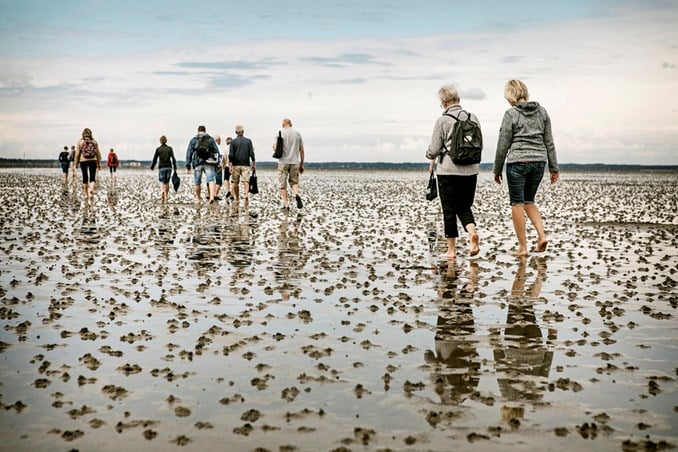 Vadehavet, lavvande, Danmark