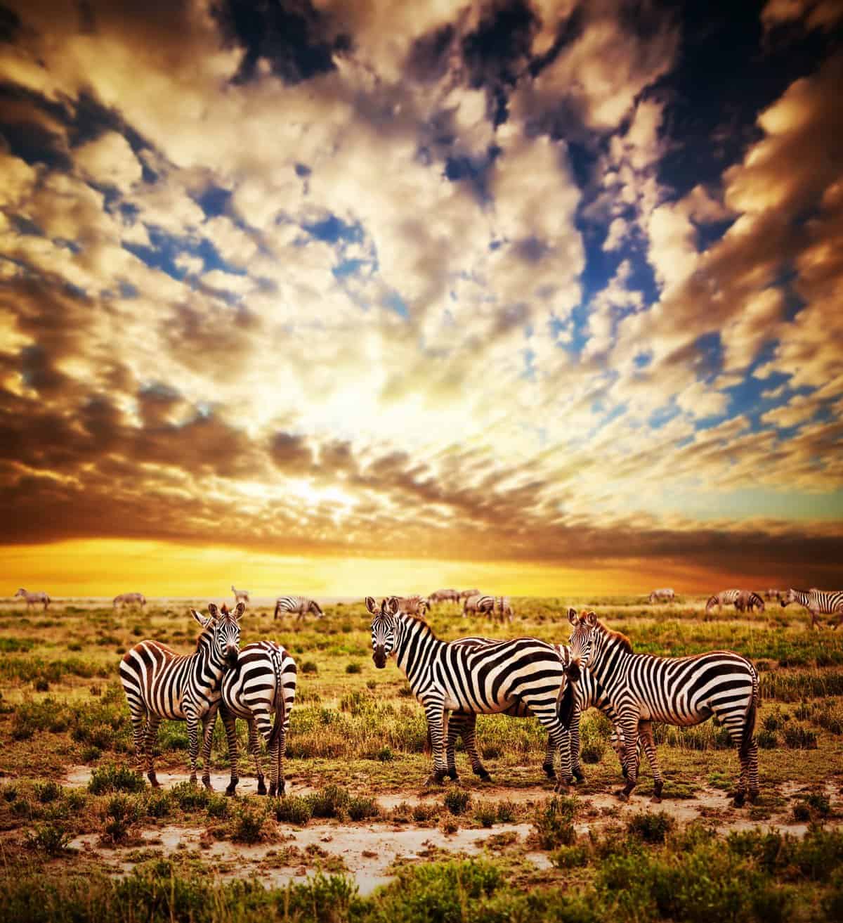 Zebras herd on African savanna at sunset.