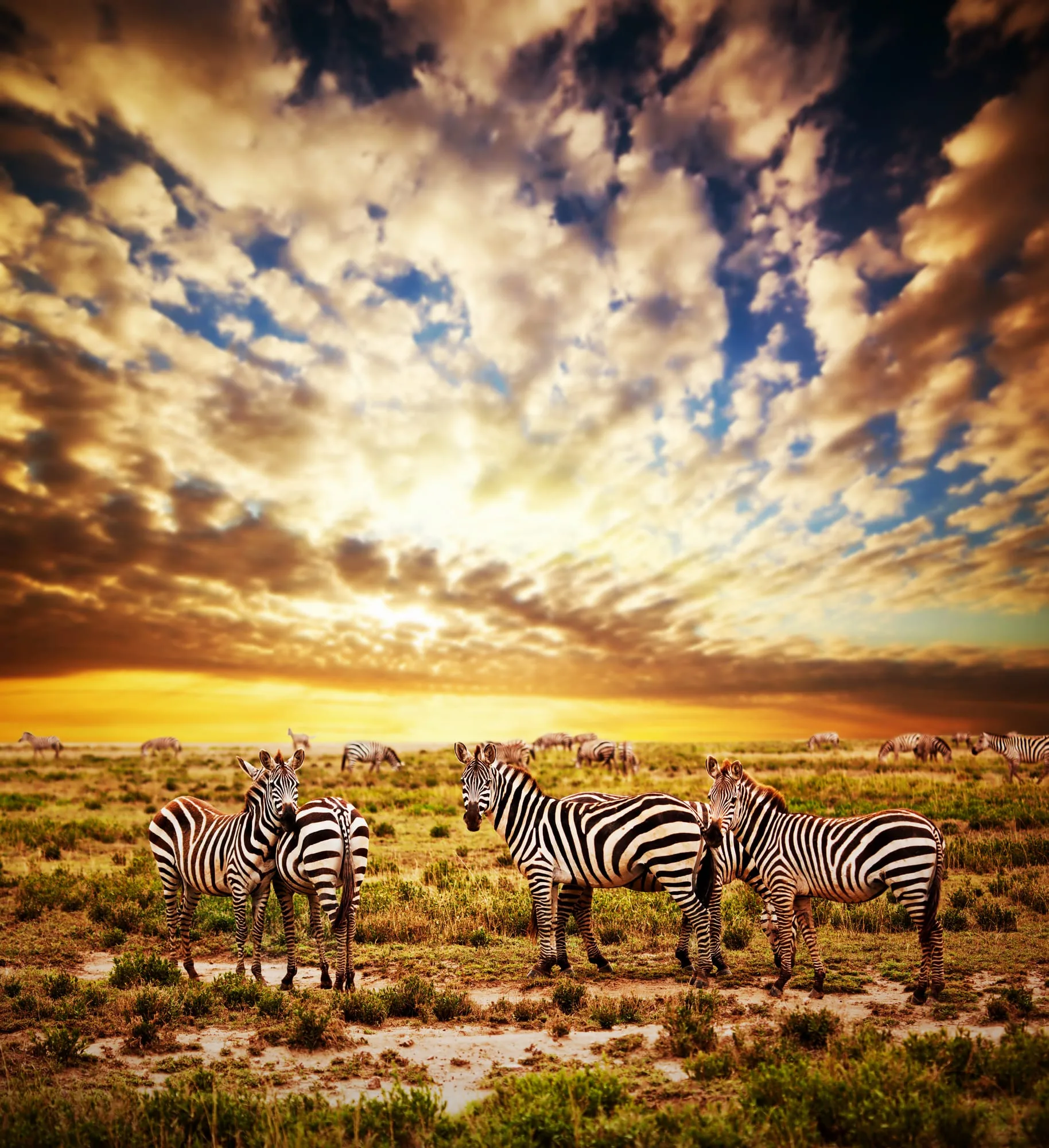 Zebras herd on African savanna at sunset.