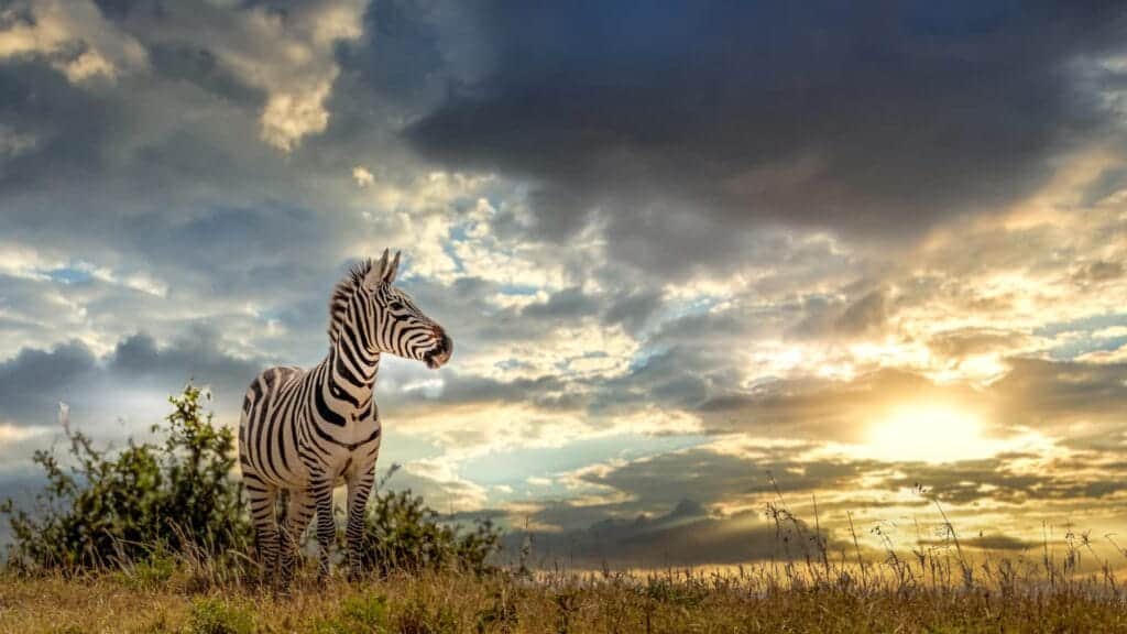 Rejser til Afrika. Smukke Zebraer på savannen