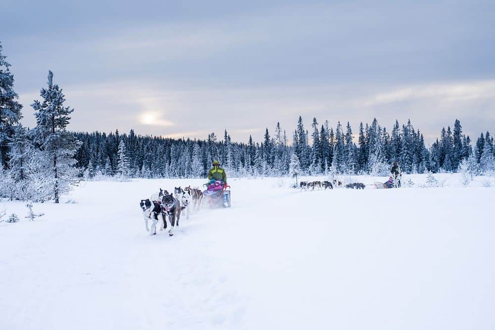 Hundeslædekørsel, vinterferie i Trysil