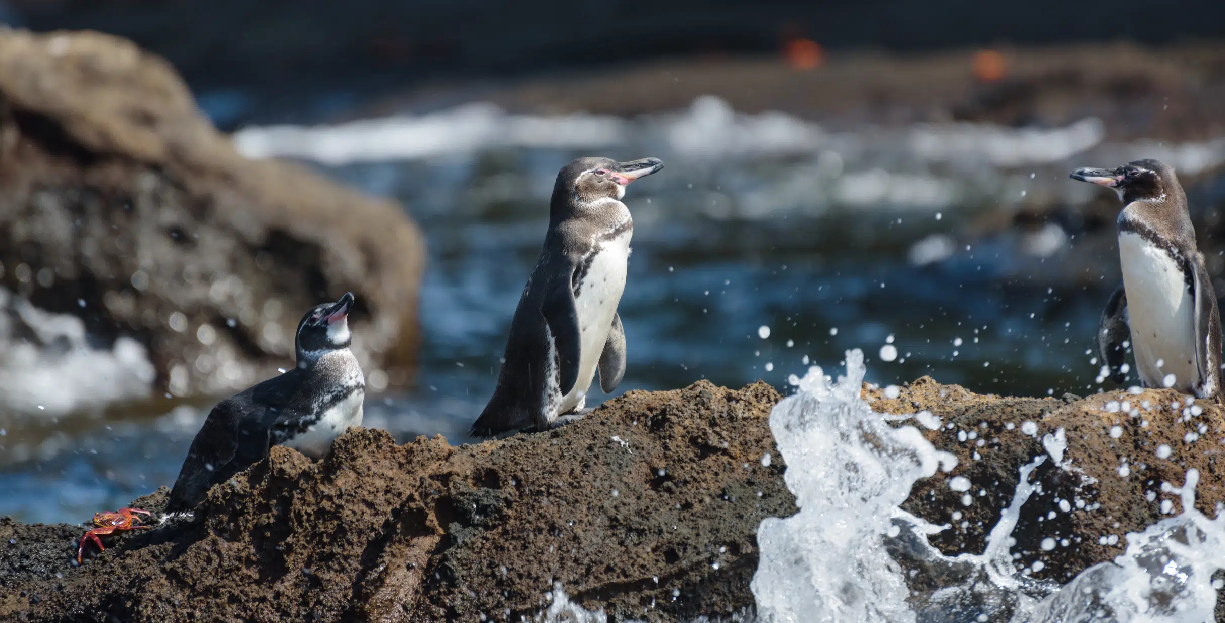 Eventyrrejser i Sydamerika, Galapagos-øerne