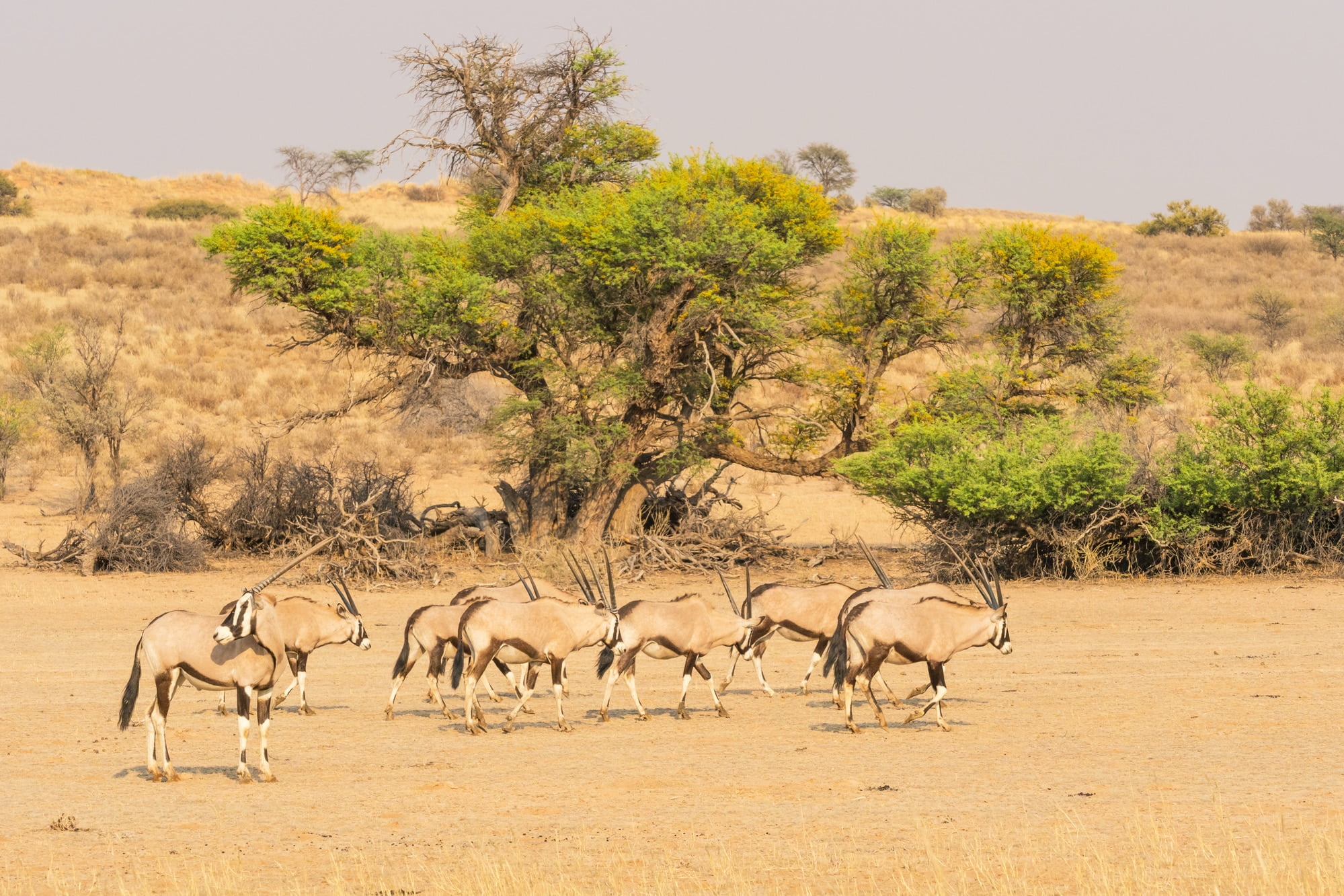 Gemsbok in the dry bed of the Auob River in the Kgalagadi Transfrontier Park, in the Kalahari Desert in Southern Africa.