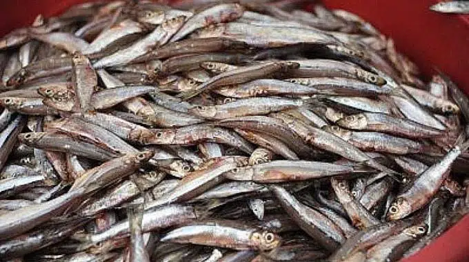 Kapenta, the sardine of Tanganyika