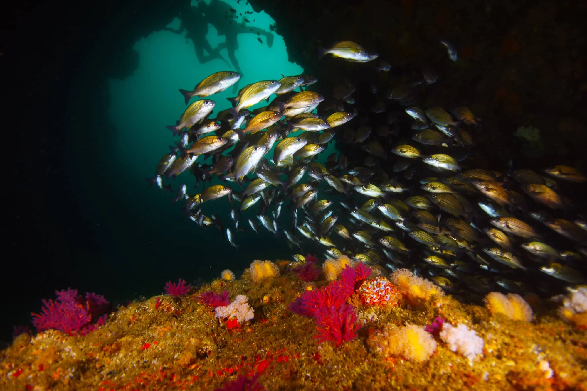 Indian Ocean, Sydafrika. Aliwal's mallow shoal 