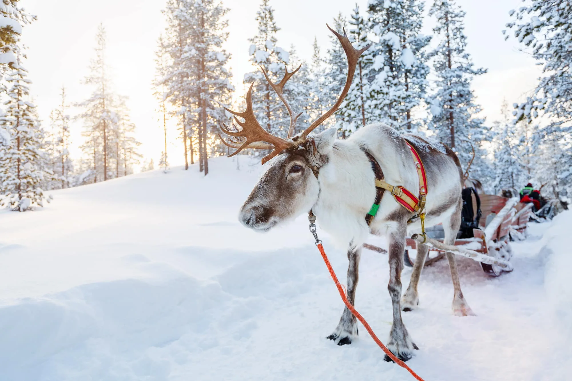 Rensdyr safari i Finland