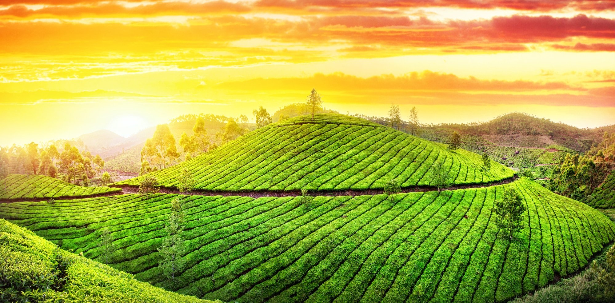 Tea plantations hills at sunset sky in Munnar, Keraala, India
