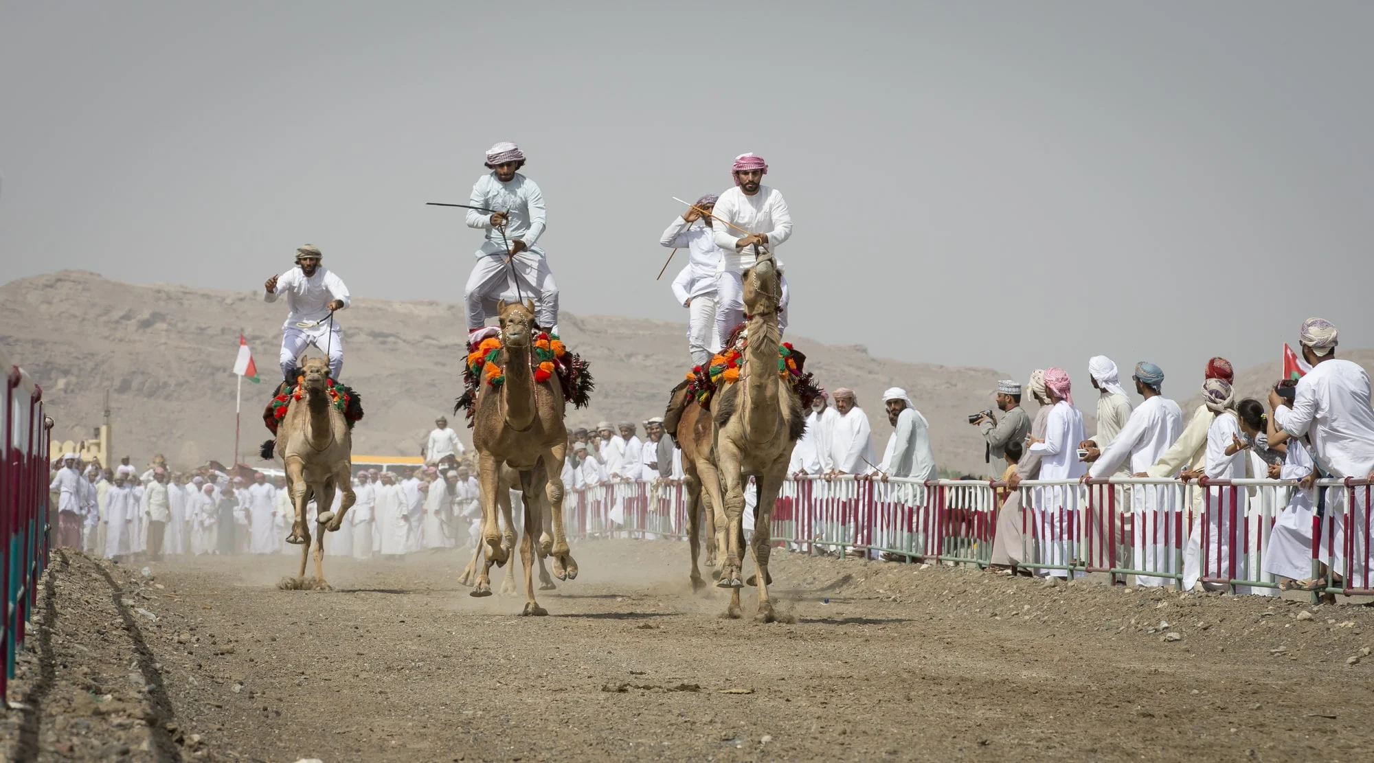 De smukkeste ørkener i verden. Egypten. Pyramider og Ankh. Al Safen, Oman, Omani men at a camel race in a countryside