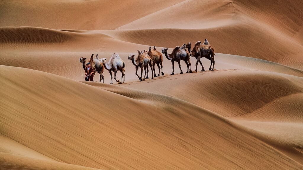 Camel caravan in the Sahara desert