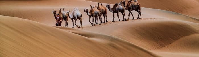 Camel caravan in the Sahara desert