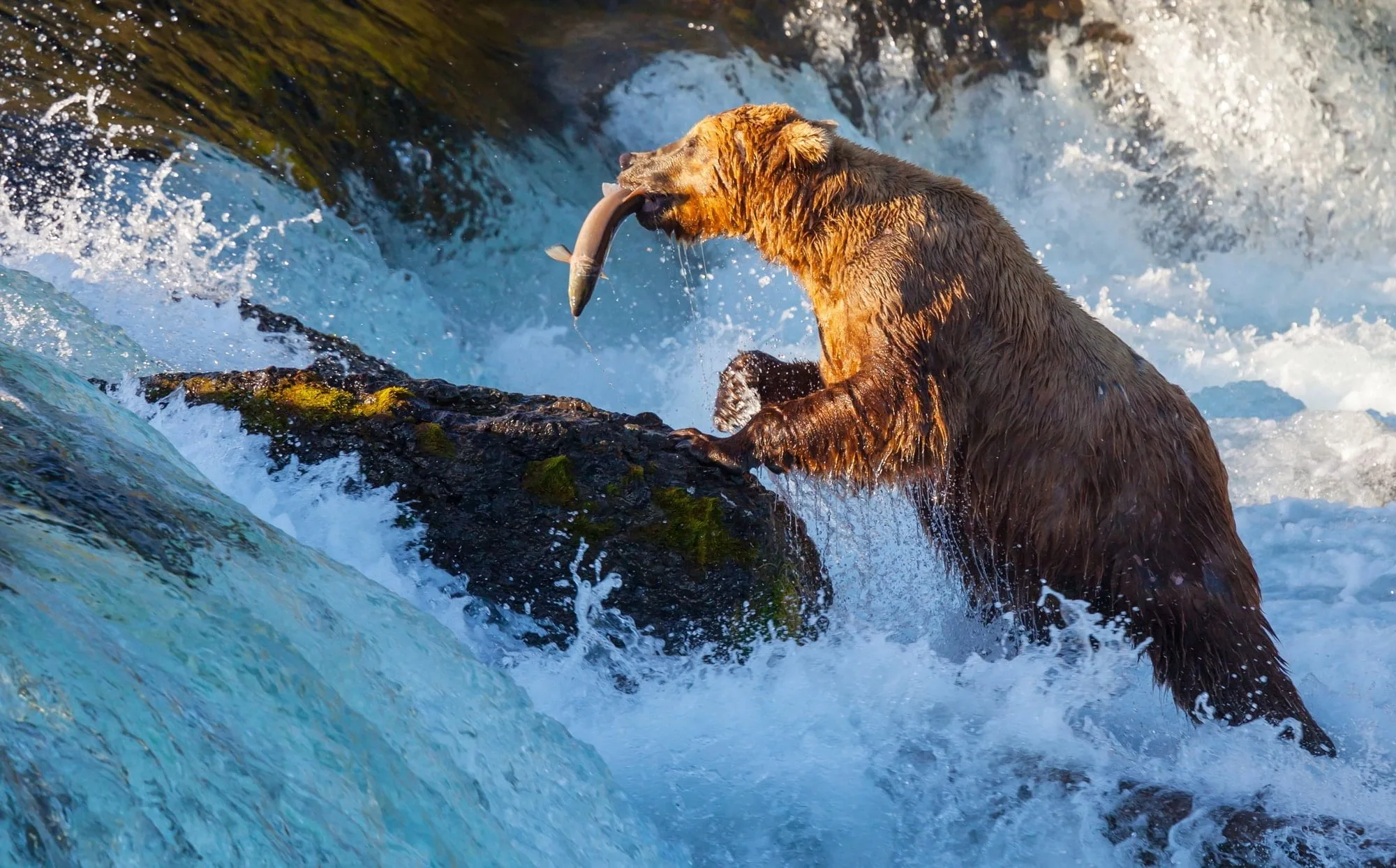 Bear eating salmon in Alaska