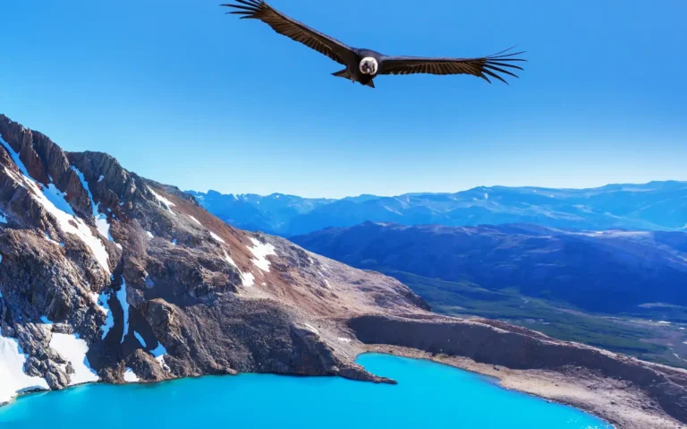 Patagoniens naturparker i Chile og Argentina. 4 Truede dyr: Condor i Patagoniens naturparker, Argentina