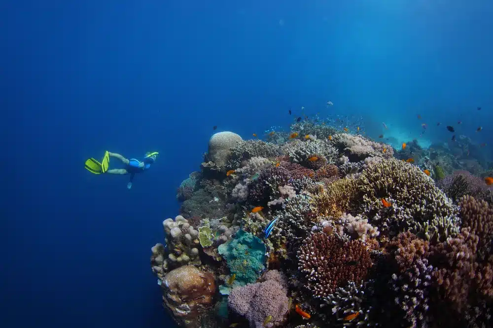 Young lady freediver exploring vivid coral reefs in a tropical sea. Apo island, Philippines,