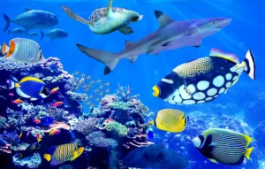 Shark and sea turtle visiting coral reef with beautiful marine fish