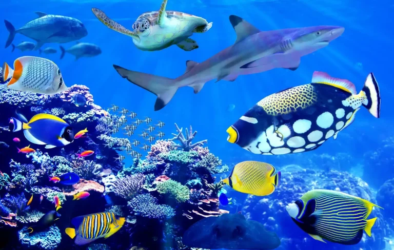 Koralrev i hele verden og status 6 Shark and sea turtle visiting coral reef with beautiful marine fish