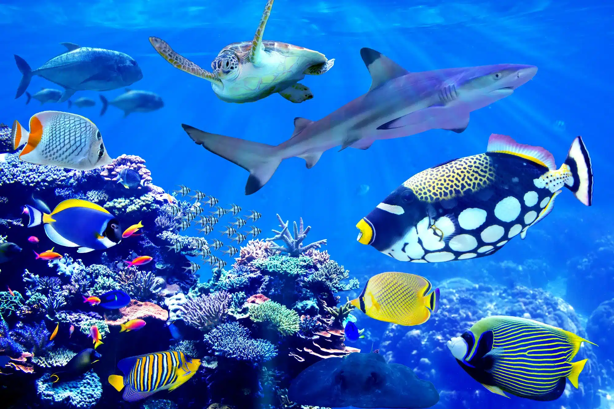 Shark and sea turtle visiting coral reef with beautiful marine fish