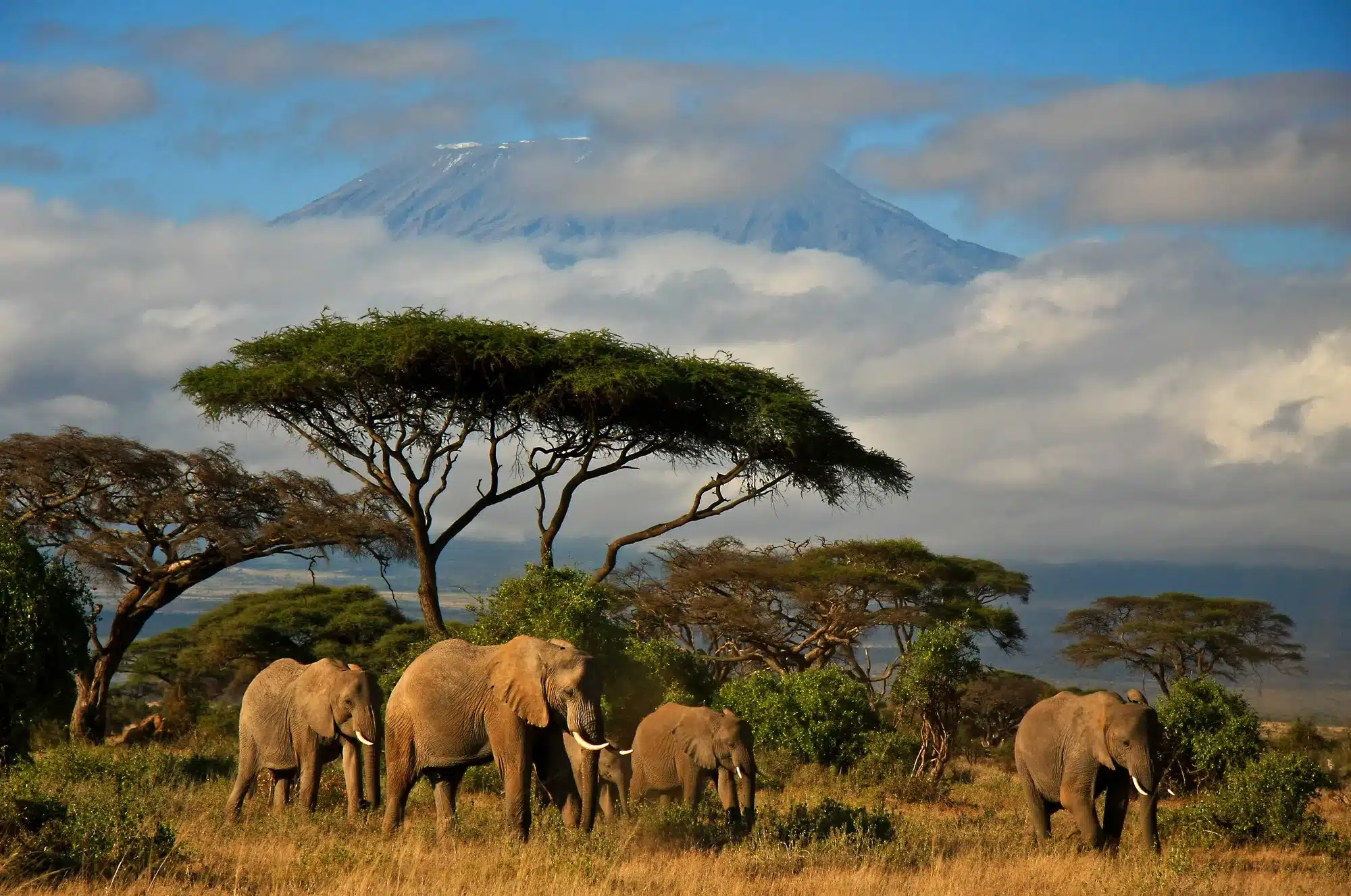 Elephant family in front of Mt. Kilimanjaro, Kenya