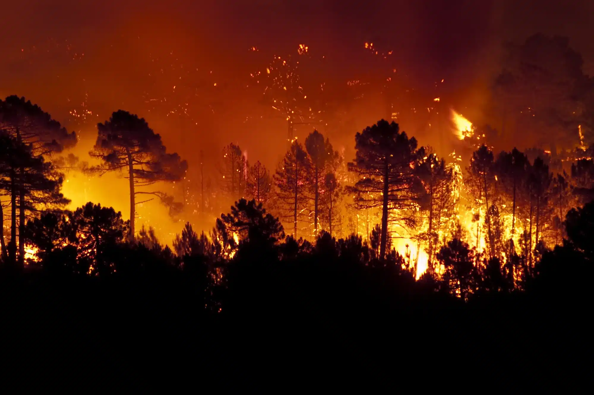 Skovbrand-Pinus-pinaster-Guadalajara-Spanien