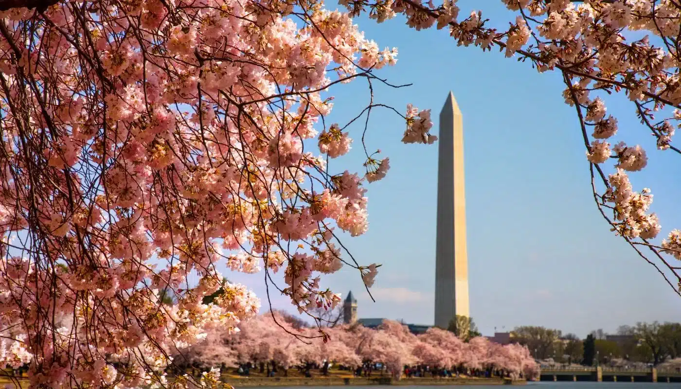 Cherry Blossoms at the Tidal Basin