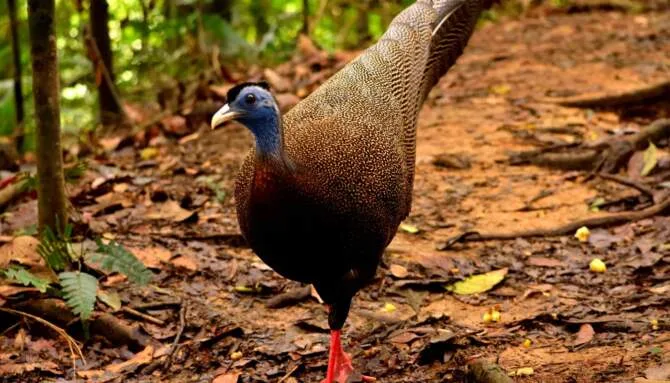 Gunung Leuser National Park