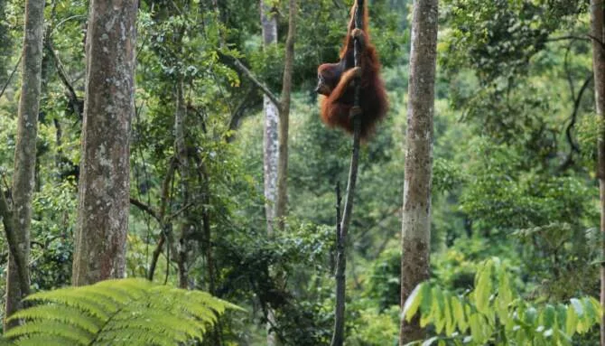 Gunung Leuser National Park