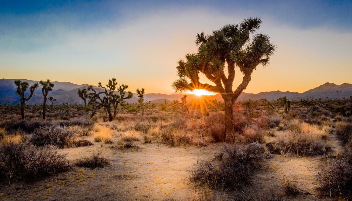 Californiens naturparker - Joshua Tree National Park