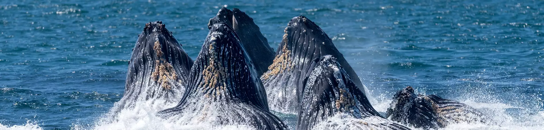Monterey Bay Aquarium - Humpback Whale